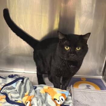 Marz -  Domestic Short Hair Cat for Adoption in Belleville, Illinois - Marz | PetCurious