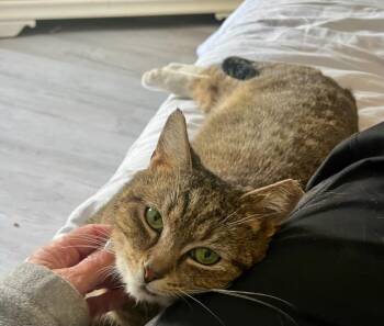 Domestic Short Hair Cats Available for Adoption in Parkville, Maryland - Twinkle | PetCurious