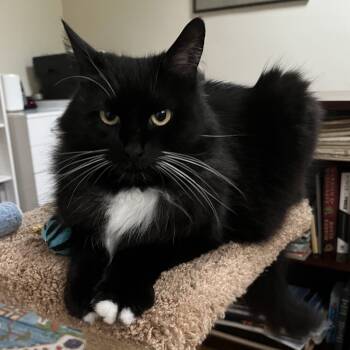 Rescue Domestic Long Hair Cats for Adoption in Richmond, California - MITTENS | PetCurious