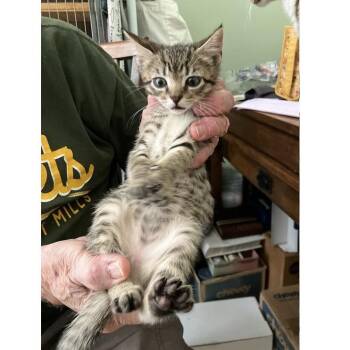 Sparrow Grant (Lucy kitten) -  Domestic Short Hair Cat for Adoption in Merrifield, Virginia - Sparrow Grant (Lucy Kitten) | PetCurious
