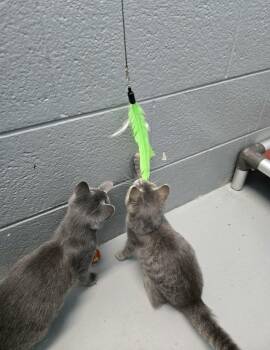 Fitz - At shelter -  Domestic Short Hair Cat for Adoption in Rustburg, Virginia - Fitz - At Shelter | PetCurious