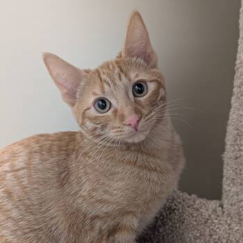 Rescue Domestic Short Hair Cats for Adoption in Sonoma, California - Nutter Butter | PetCurious