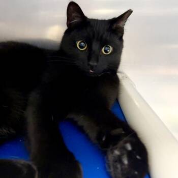 Cedar -  Domestic Short Hair Cat for Adoption in Exeter, Rhode Island - Cedar | PetCurious
