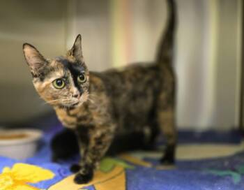 Echo -  Domestic Short Hair Cat for Adoption in Dickson, Tennessee - Echo | PetCurious