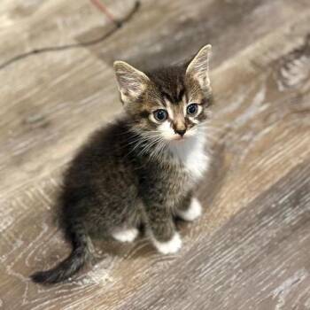 Mocha -  Domestic Short Hair Cat for Adoption in Madison, Wisconsin - Mocha | PetCurious