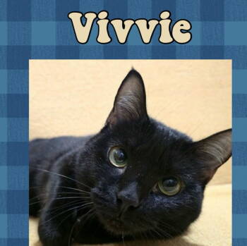 Rescue Domestic Short Hair Cats for Adoption in INDN HBR BCH, Florida - Vivvie NC | PetCurious