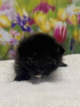 Domestic Short Hair Cats Available for Adoption in San Antonio, Texas - Hettie | PetCurious