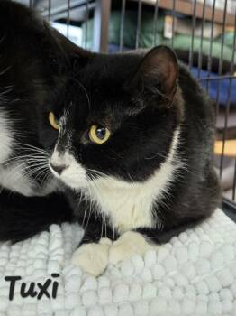 Domestic Short Hair Cats Available for Adoption in Chilliwack, British Columbia - Tuxi | PetCurious