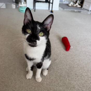 Raven -  Domestic Short Hair Cat for Adoption in Chicago, Illinois - Raven | PetCurious
