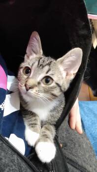 Domestic Short Hair Cats Available for Adoption - Kimchi25 | PetCurious