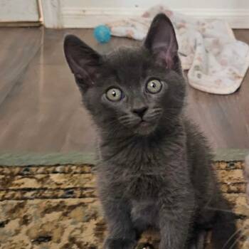 Rescue American Shorthair and Russian Blue Cats for Adoption in Escondido, California - Lochte | PetCurious