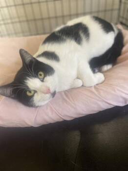 Domestic Short Hair Cats Available for Adoption - MJ | PetCurious