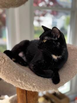Domestic Short Hair Cats Available for Adoption in Mayfield, New York - Remoulade (Remmie) | PetCurious