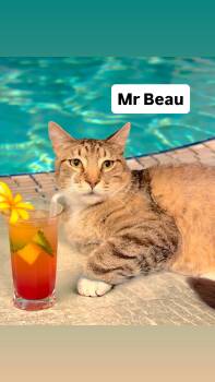 Mr Beau at Martinez Pet Food Express  August 22nd -  Tabby Cat for Adoption in Walnut Creek, California - Mr Beau At Martinez Pet Food Express  August 22nd | PetCurious