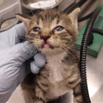 Zosia -  Domestic Short Hair Cat for Adoption in Chicago, Illinois - Zosia | PetCurious