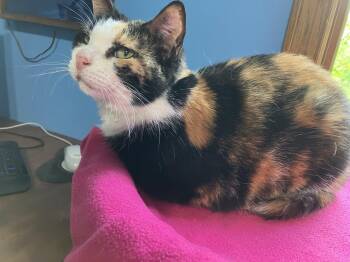 Domestic Short Hair Cats Available for Adoption in Wheaton, Illinois - Dutchess | PetCurious