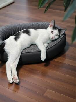 Rescue Domestic Short Hair Cats for Adoption - Max | PetCurious