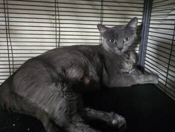 Gracie -  Domestic Short Hair Cat Available for Adoption in Dickson, Tennessee - Gracie | PetCurious