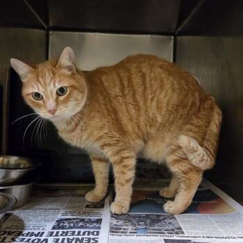 Domestic Short Hair Cats Available for Adoption - SHRIMP | PetCurious