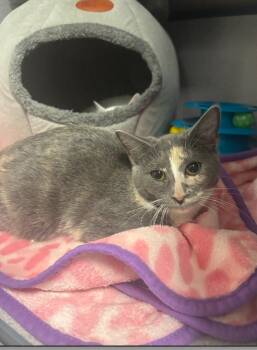 Rescue Domestic Short Hair Cats for Adoption in Liverpool, New York - Colada | PetCurious