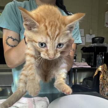 Tig -  Domestic Short Hair Cat for Adoption in Columbus, North Carolina - Tig | PetCurious