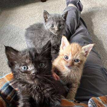 Cabot -  Domestic Short Hair Cat Available for Adoption in Walker, Michigan - Cabot | PetCurious