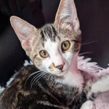 Mojave -  Domestic Short Hair Cat for Adoption in San Diego, California - Mojave | PetCurious