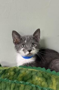 Domestic Long Hair and Domestic Short Hair Cats Available for Adoption in Picayune, Mississippi - Bunny | PetCurious