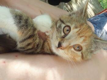 Flame -  Domestic Short Hair Cat for Adoption in Millerton, Pennsylvania - Flame | PetCurious