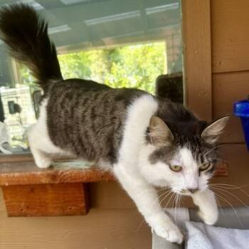 Sparky - Oh So Handsome -  Tabby Cat for Adoption in Hoquiam, Washington - Sparky - Oh So Handsome | PetCurious