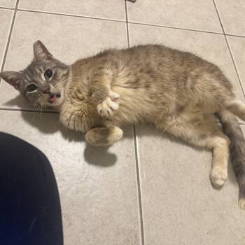 Church -  Domestic Short Hair Cat for Adoption in Blacksburg, Virginia - Church | PetCurious