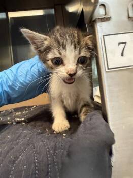 ASH -  Domestic Medium Hair Cat for Adoption in Baytown, Texas - ASH | PetCurious