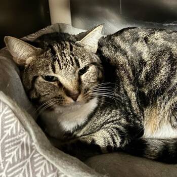 Rescue Domestic Short Hair Cats for Adoption in Myrtle Beach, South Carolina - Princess & Pig - Bonded Siblings | PetCurious