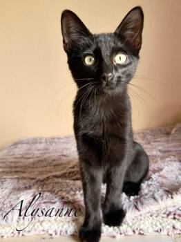 Rescue Domestic Short Hair Cats for Adoption in Mansfield, Texas - Alysanne | PetCurious