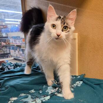 Miss Universe -  Domestic Medium Hair Cat for Adoption in Warwick, Rhode Island - Miss Universe | PetCurious