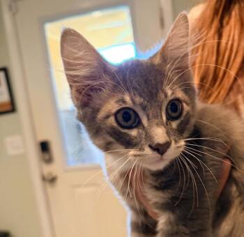 Zev -  Domestic Short Hair Cat for Adoption in Lincoln, California - Zev | PetCurious