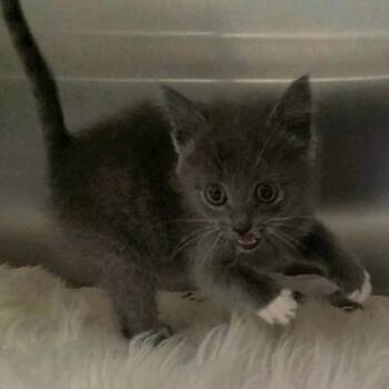 Skye -  Domestic Short Hair Cat for Adoption in Chatham, Virginia - Skye | PetCurious