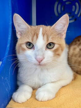 Rescue Domestic Short Hair Cats for Adoption in Webster, Wisconsin - Franklin | PetCurious