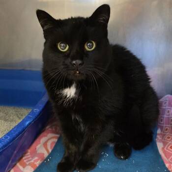 American Shorthair Cats Available for Adoption in Lake Panasoffkee, Florida - Maggie | PetCurious