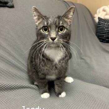 Rescue Domestic Short Hair Cats for Adoption in Buffalo, Minnesota - Jordy *Meet Me At Plymouth Petsmart* | PetCurious