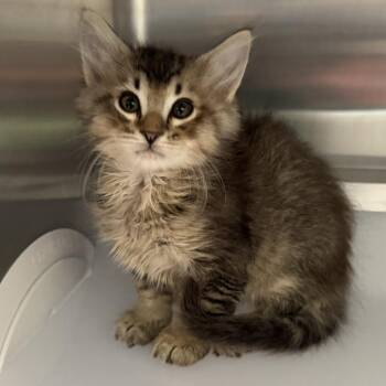 Bill Bixby -  Domestic Short Hair Cat for Adoption in Los Angeles, California - Bill Bixby | PetCurious
