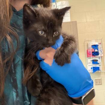 Domestic Short Hair Cats Available for Adoption in Council Bluffs, Iowa - Allan | PetCurious