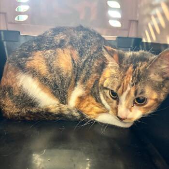 Tiffy -  Domestic Short Hair Cat for Adoption in Allentown, Pennsylvania - Tiffy | PetCurious