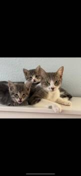 Rescue Domestic Short Hair Cats for Adoption in Los Angeles, California - Mistie (ed/ao) | PetCurious