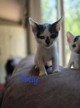 Domestic Short Hair Cats Available for Adoption in Madison, Georgia - Rolly | PetCurious