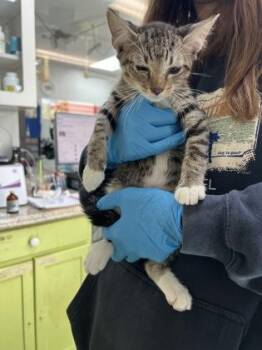 Hoover -  Domestic Short Hair Cat for Adoption in Daytona Beach, Florida - Hoover | PetCurious