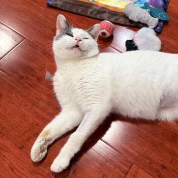 Spud -  Domestic Short Hair Cat for Adoption in Gibsonia, Pennsylvania - Spud | PetCurious