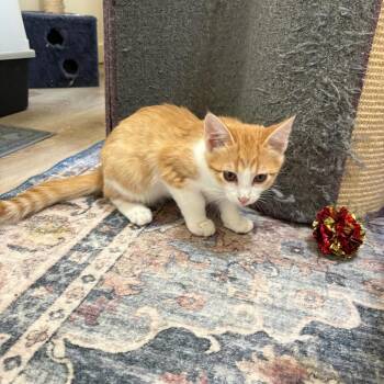 Applejack -  Domestic Short Hair Cat for Adoption in Grantsville, Utah - Applejack | PetCurious