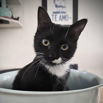 Domestic Short Hair Cats Available for Adoption - Moe And Nugget | PetCurious