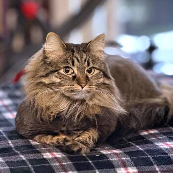 Chestnut -  Domestic Medium Hair and Maine Coon Cat for Adoption in Woodinville, Washington - Chestnut | PetCurious